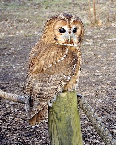 tawny owl